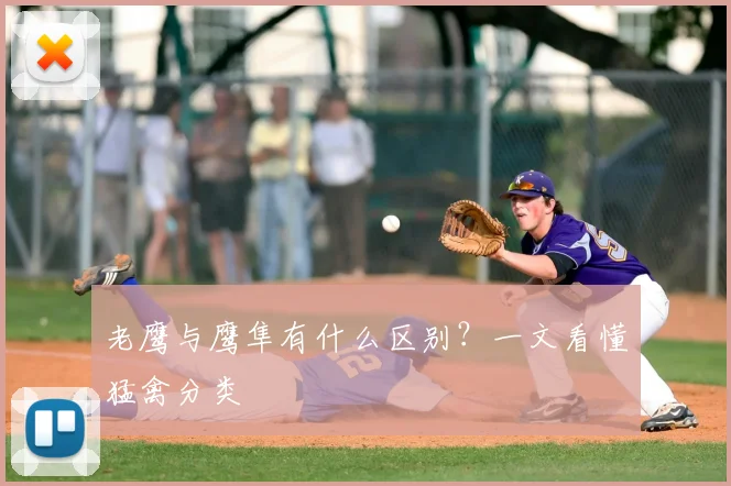 老鹰与鹰隼有什么区别？一文看懂猛禽分类