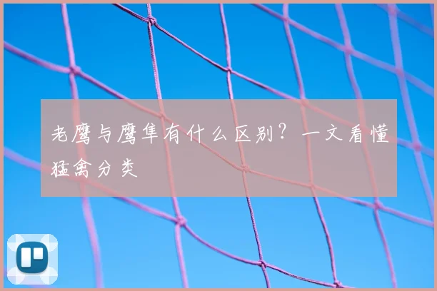老鹰与鹰隼有什么区别?一文看懂猛禽分类